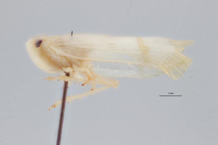 Tropiduchus silvicola pt L ZS PMax.jpg