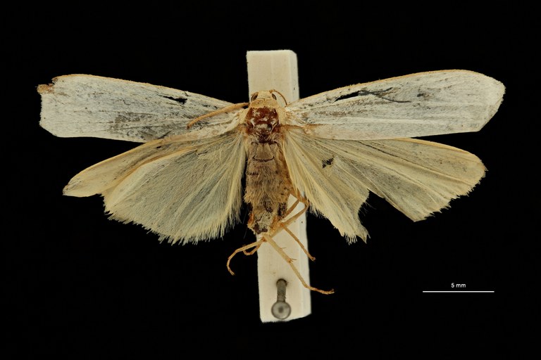 Lithosia chrysargyrea pt D ZS PMax Scaled.jpeg