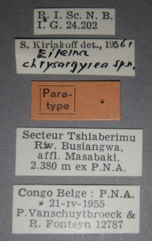 Lithosia chrysargyrea pt Lb.jpg