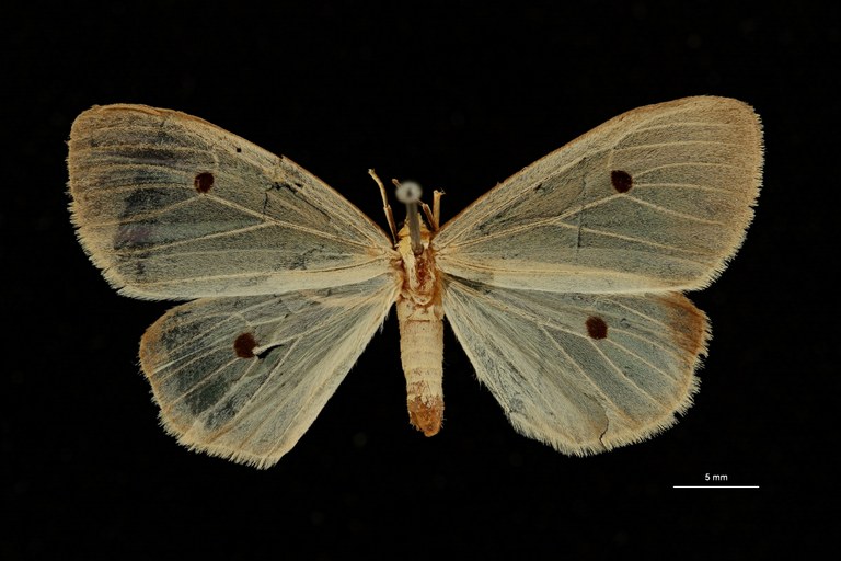 Parasoloe tetrasticta ht D ZS PMax Scaled.jpeg Parasoloe tetrasticta ht D ZS PMax Scaled.jpeg
