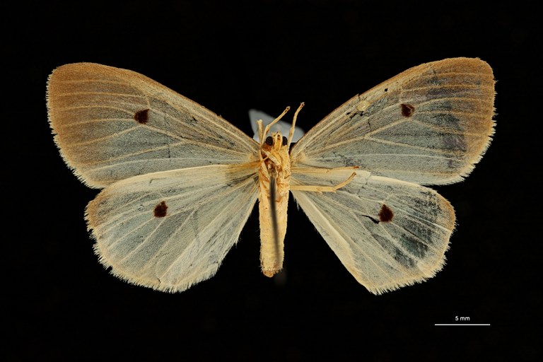 Parasoloe tetrasticta ht V ZS PMax Scaled.jpeg Parasoloe tetrasticta ht V ZS PMax Scaled.jpeg