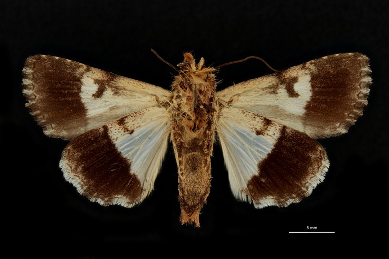 Anophia leucomelas albodiscalis pt V.jpg