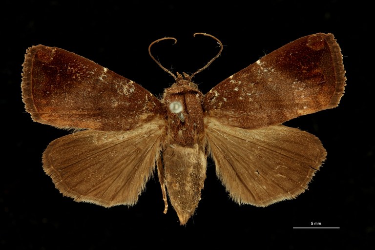 Callyna monoleuca f. demaculata ht D ZS PMax Scaled.jpeg