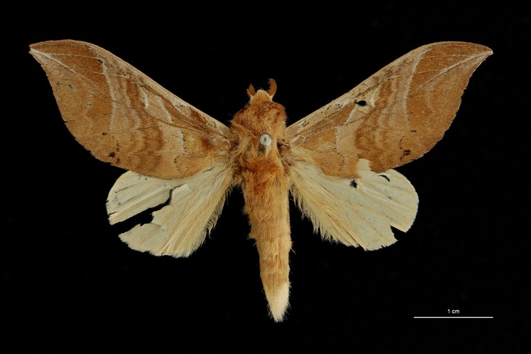 Brachychira argyrosticta ht D ZS PMax Scaled.jpeg Brachychira argyrosticta ht D ZS PMax Scaled.jpeg