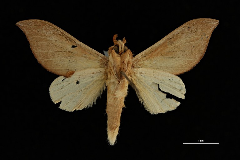 Brachychira argyrosticta ht V ZS PMax Scaled.jpeg Brachychira argyrosticta ht V ZS PMax Scaled.jpeg