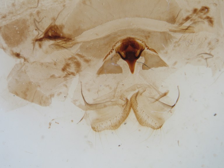 Cymothoe lurida tristis pt F G.jpg