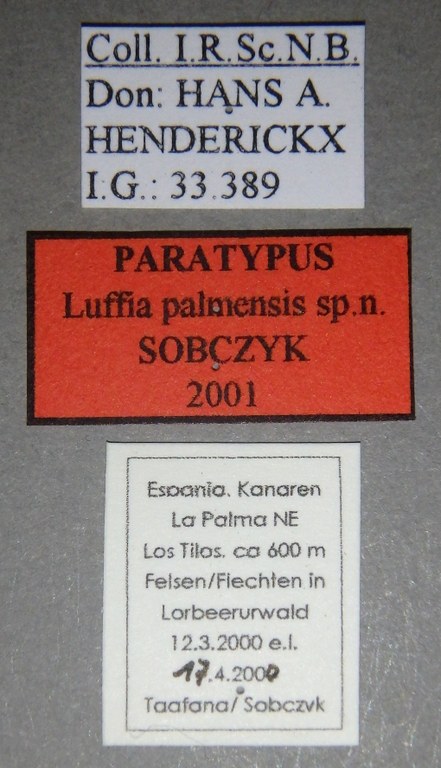 Luffia palmensis Paratype Labels.jpg