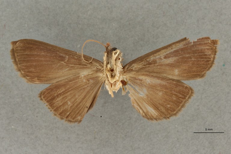 Coptobasoides leopoldi pt V.jpg