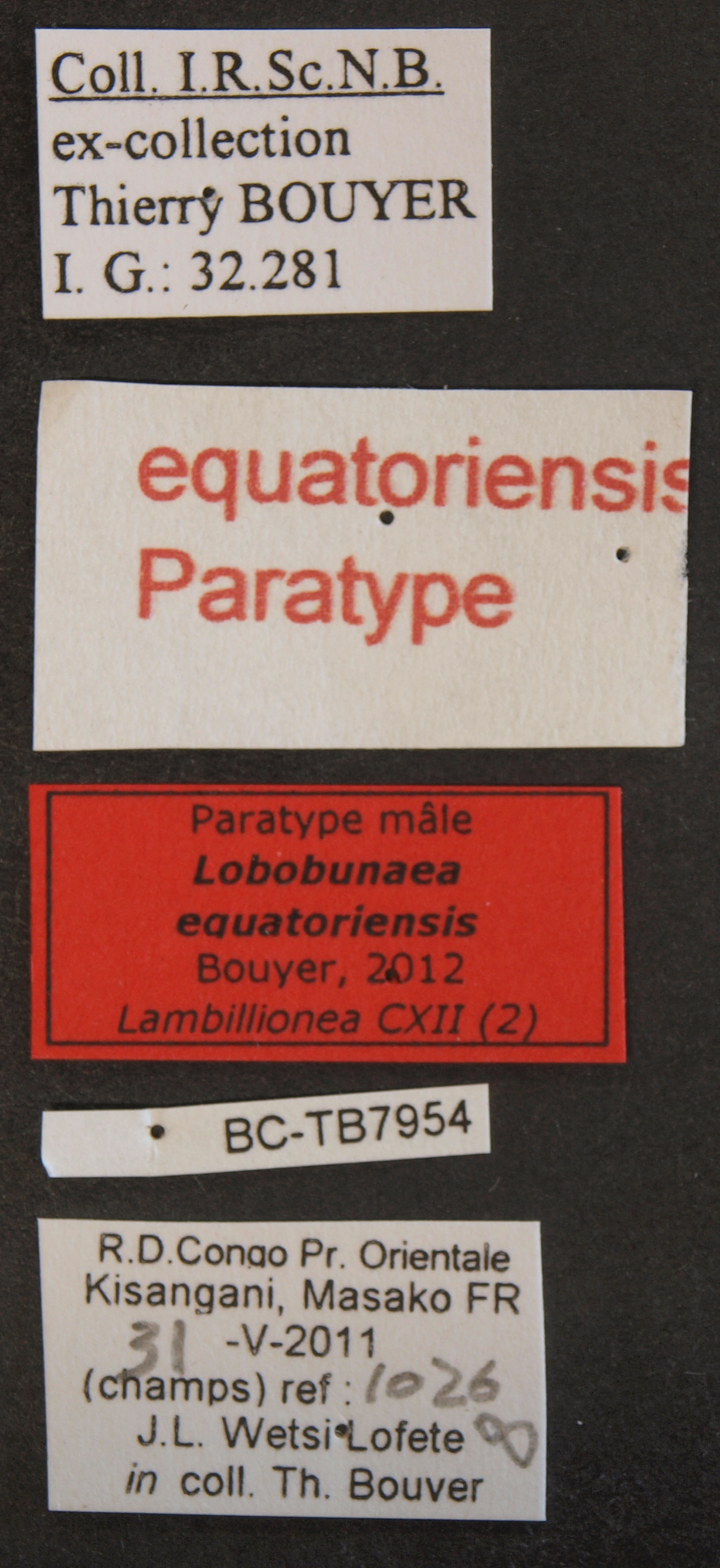Lobobunaea equatoriensis pt M Lb.JPG