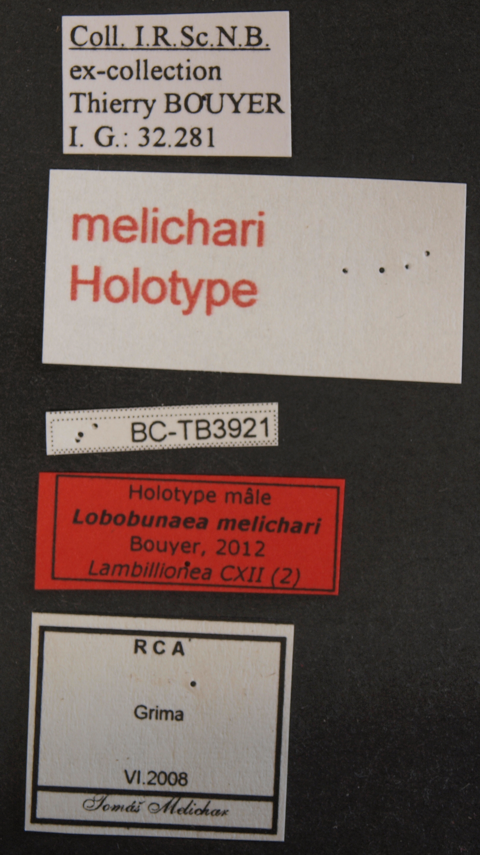 Lobobunaea melichari ht M.JPG