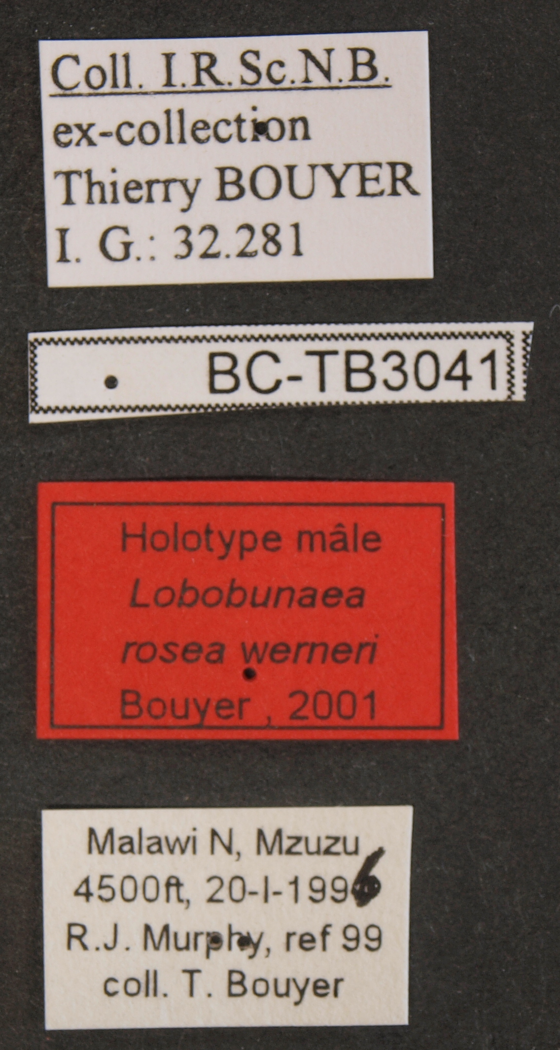 Lobobunaea rosea werneri ht M.JPG