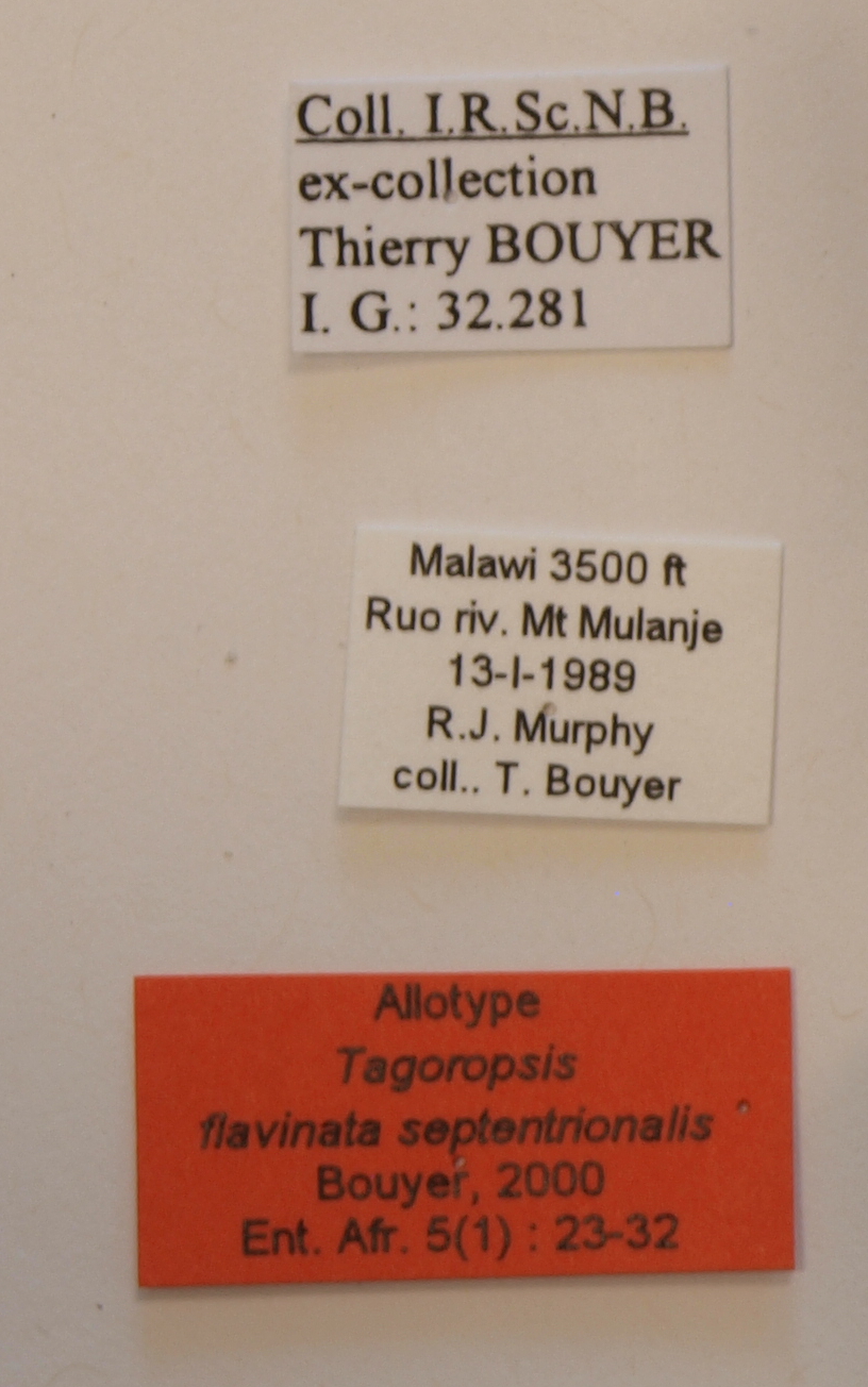 Tagoropsis flavinata septentrionalis F Labels.JPG