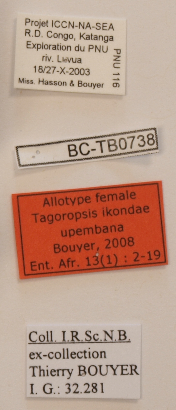 Tagoropsis ikondae upembana F Labels.JPG