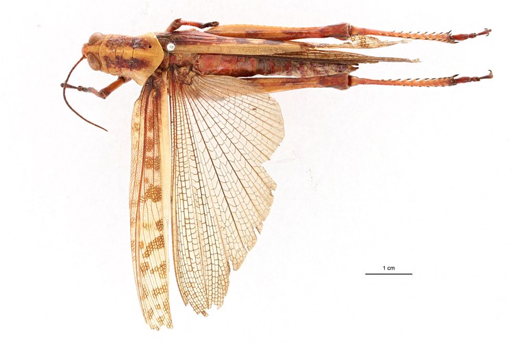 Valanga nioricornis aroensis t D.jpg