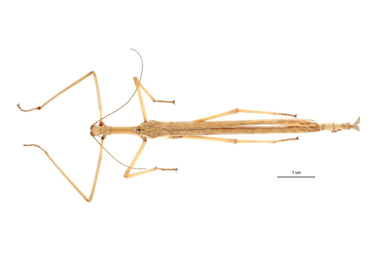 Papuanoidea straeleni ht D.jpg Papuanoidea straeleni ht D.jpg