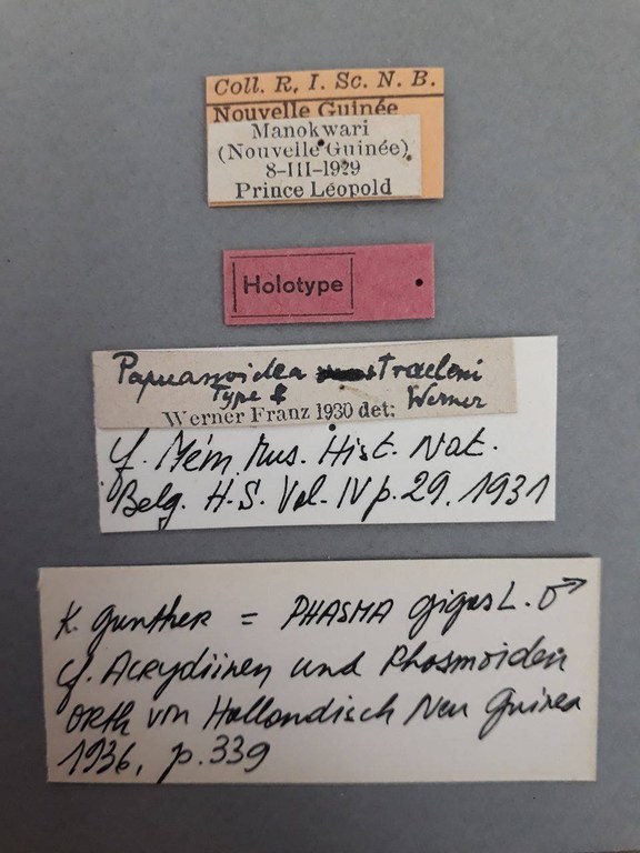 Papuanoidea straeleni ht.jpg Papuanoidea straeleni ht.jpg