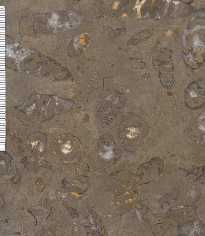 Marmol Fossil Spain M1453 