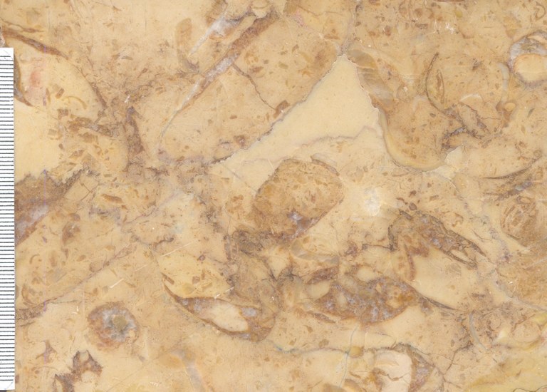 Brocatello Calcaire A Hipurites M1490 