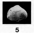 Fig.5 - Corbula wemmelensis
