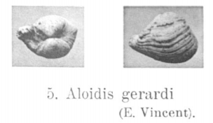 Fig.5 Aloidis gerardi Vincent 1921
