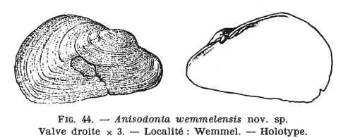 Fig.44 - Anisodonta wemmelensis
