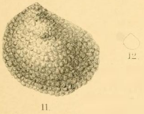 Fig.11-12 Anomia tuberculata (1893)