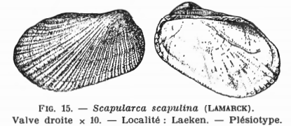 Fig.15 - Arca scapulina