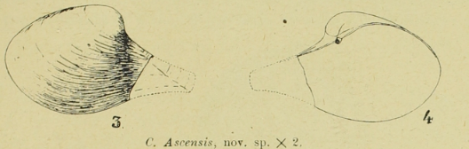 Fig.3-4 - Cuspidaria ascensis