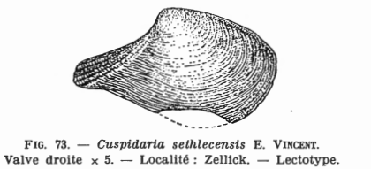 Fig.73 - Cuspidaria sethlecensis Vincent 1927