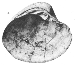 Fig.7a - Cyprina roffiaeni Lefèvre (in Nyst), 1874