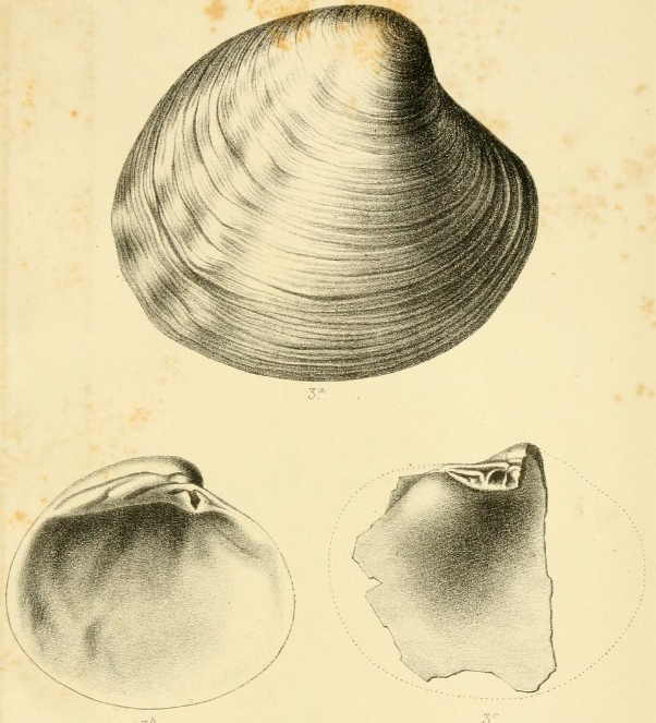 Fig.3 - Cyprina roffiaeni