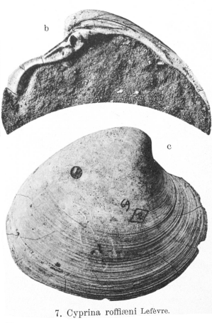 Fig.7b-7c - Cyprina roffiaeni Lefèvre (in Nyst), 1874
