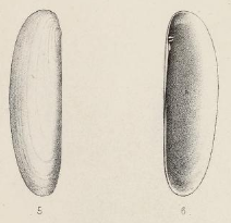 Fig.5-6 - Ensiculus wemmelensis Lefèvre 1873