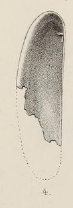 Fig.4 - Ensiculus wemmelensis Lefèvre 1873