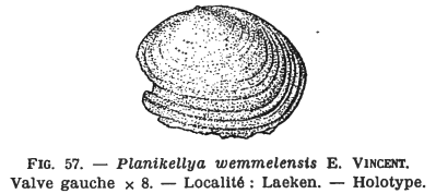 Fig.57 Kellya wemmelensis Glibert M. (1936)