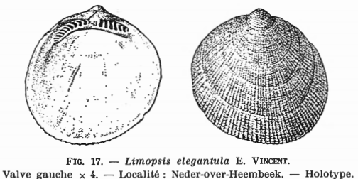 Fig 17 - Limopsis elegantula Glibert, M. (1936)