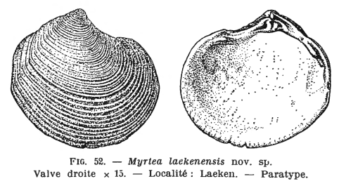 Fig. 52 Loripes laekenensis Glibert M. (1936)