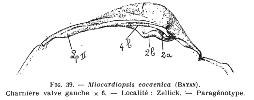 Fig.39  Miocardiopsis eocaenica