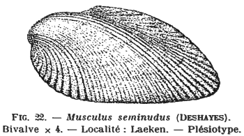 Fig.22 Musculus seminudus