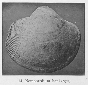 Fig.14 - Nemocardium honi Nyst, 1862