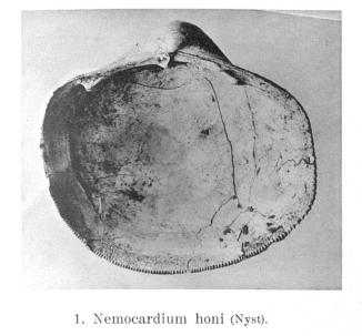Fig.1- Nemocardium honi Nyst, 1862