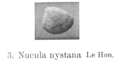 Fig 1 - Nucula nystana Glibert, M. (1936)