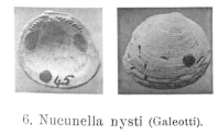 Fig 6 - Nucunella nysti Glibert, M. (1936)