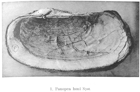 Fig.1 - Panopea honi
