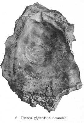 Fig.6 - Pycnodonta gigantea