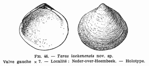 Fig. 46  Taras laekenensis Glibert M. (1936)