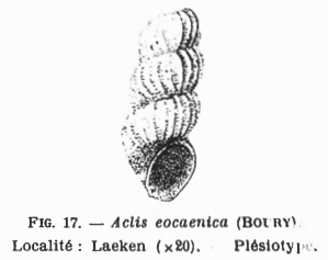 Fig.17 - Aclis eocaenica