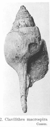 Fig.2 - Clavilithes macrospira