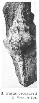 Fig.3 - Fusus crockaerti