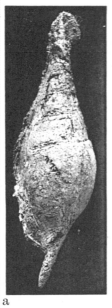 Fig.6a - Hippochrenes rutoti